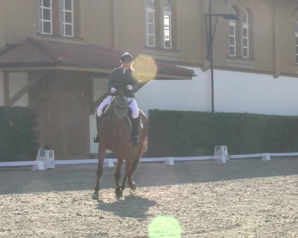 Reitturnier Avenches 2023