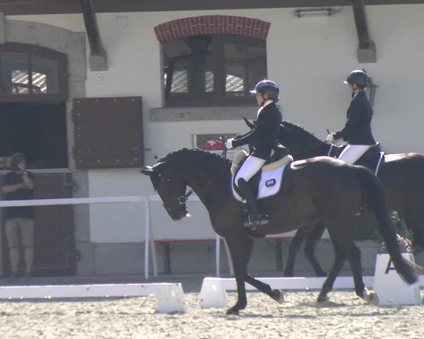 Reitturnier Avenches 2023