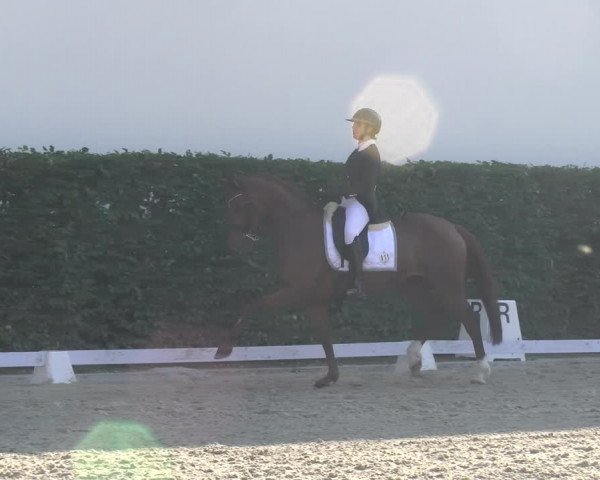 Reitturnier Avenches 2023