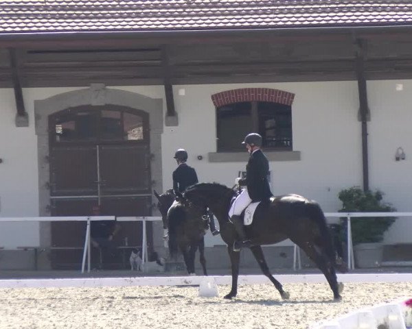Reitturnier Avenches 2023