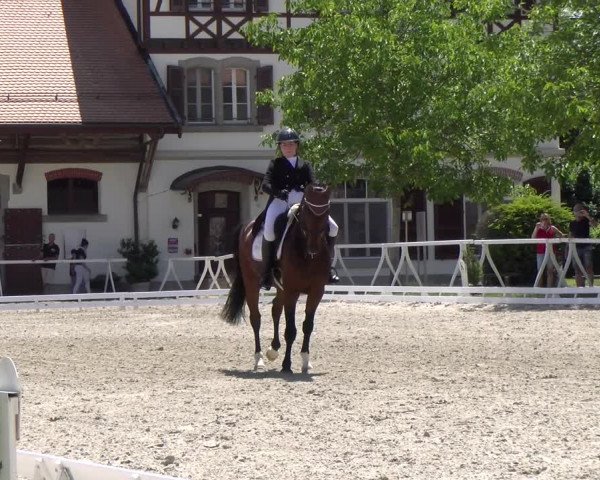 Reitturnier Avenches 2023
