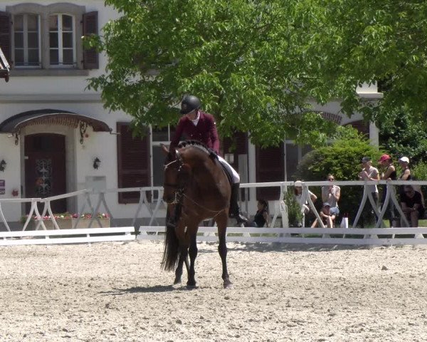 Reitturnier Avenches 2023
