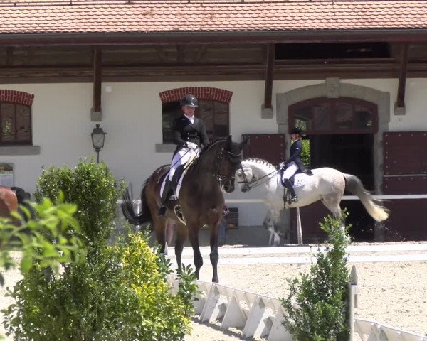 Reitturnier Avenches 2023