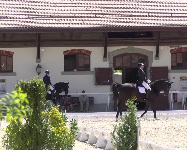 Reitturnier Avenches 2023