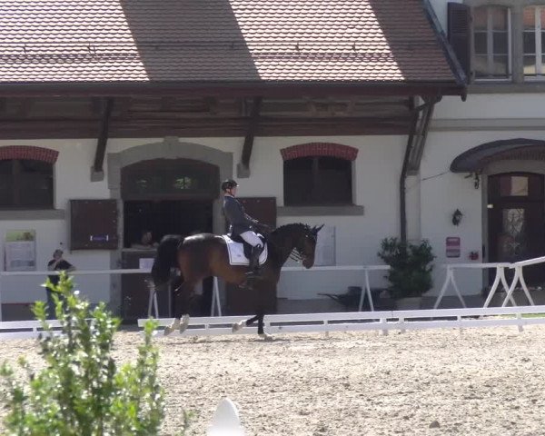 Reitturnier Avenches 2023