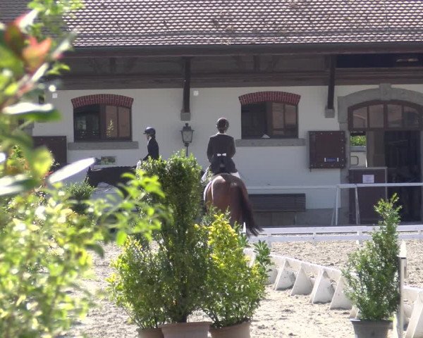 Reitturnier Avenches 2023