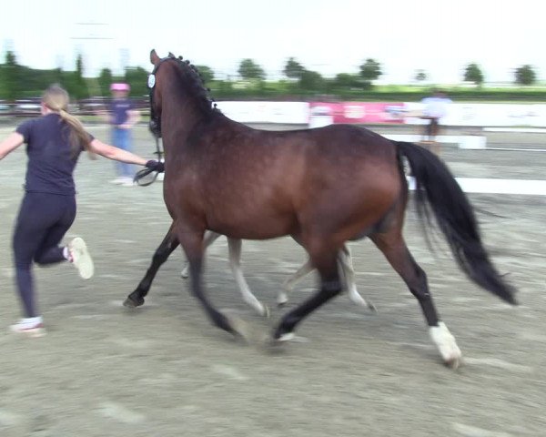 Sichtung zum Horse24-Fohlenchampionat 2023 in Paderborn