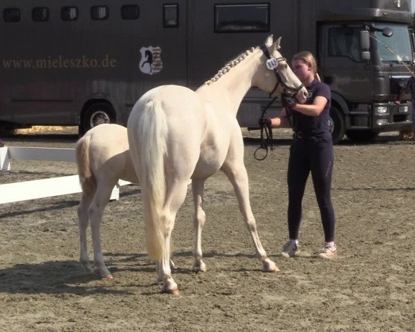 Sichtung zum Horse24-Fohlenchampionat 2023 in Paderborn