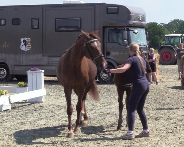 Sichtung zum Horse24-Fohlenchampionat 2023 in Paderborn