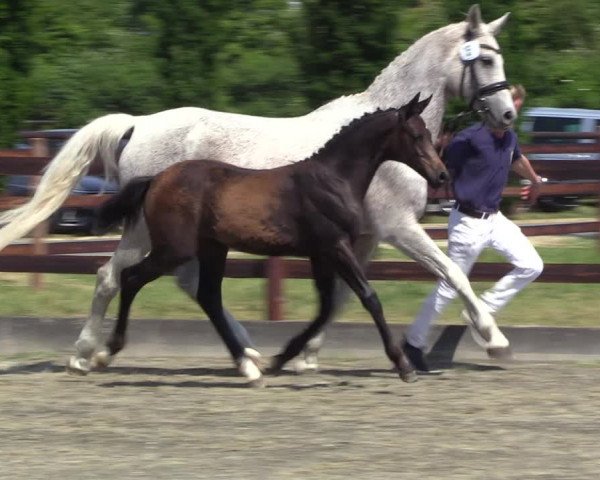 Sichtung zum Horse24-Fohlenchampionat 2023 in Paderborn