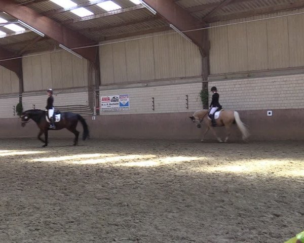 Reitturnier Dortmund-Somborn 2023