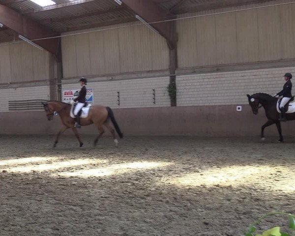 Reitturnier Dortmund-Somborn 2023