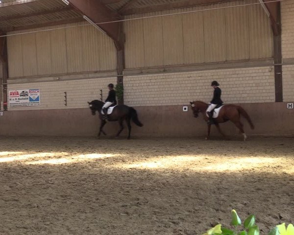 Reitturnier Dortmund-Somborn 2023