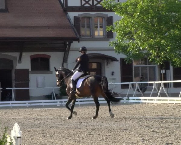 Reitturnier Avenches 2023