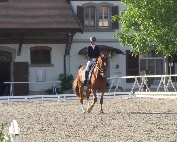 Reitturnier Avenches 2023