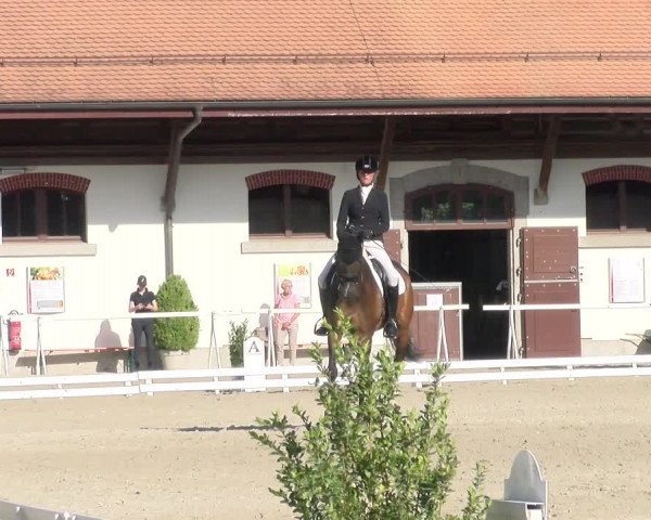 Reitturnier Avenches 2023