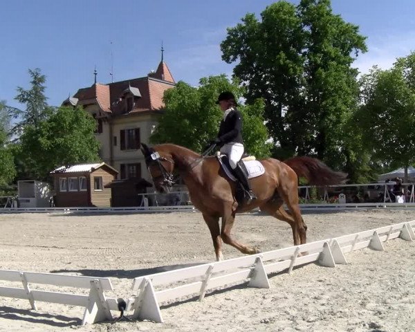 Reitturnier Avenches 2023
