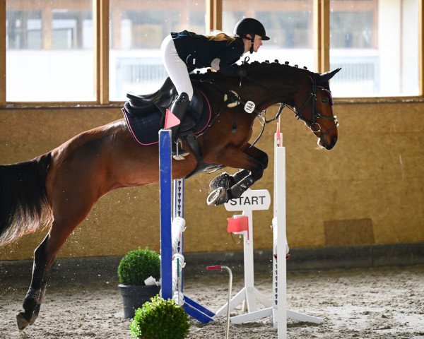 jumper ChouChou de la Pomme (Pony without race description, 2011)