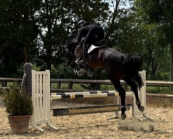 jumper Davidson Z (Zangersheide riding horse, 2017, from Dominator 2000 Z)