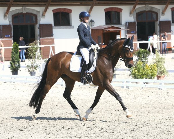 jumper Feline S (Hanoverian, 2017, from For Romance I) jumper Feline S (Hanoverian, 2017, from For Romance I)