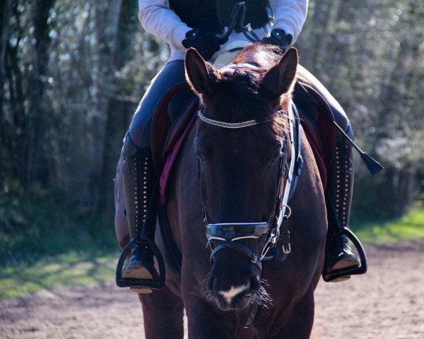 dressage horse Diego H 3 (Hanoverian, 2016, from Don Frederico) dressage horse Diego H 3 (Hanoverian, 2016, from Don Frederico)