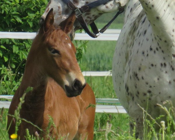 stallion Tamador (Knabstrupper, 2023, from Tassilo vom Erlerhof) stallion Tamador (Knabstrupper, 2023, from Tassilo vom Erlerhof)