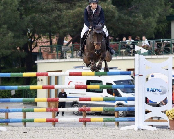 jumper Felice (KWPN (Royal Dutch Sporthorse), 2010, from Calvaro Z)