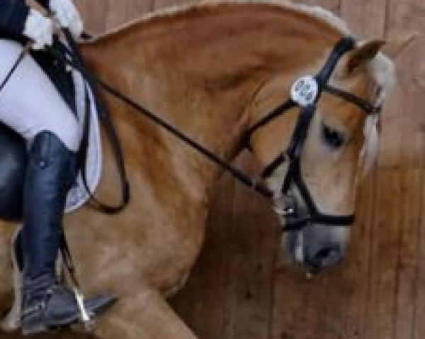 stallion Adler von Askalon (Haflinger, 2016, from Adonis)