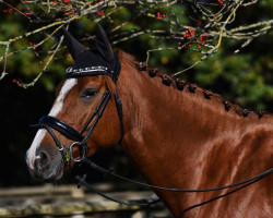 Springpferd Coco Malou 4 (Deutsches Sportpferd, 2015, von Caruso Z)