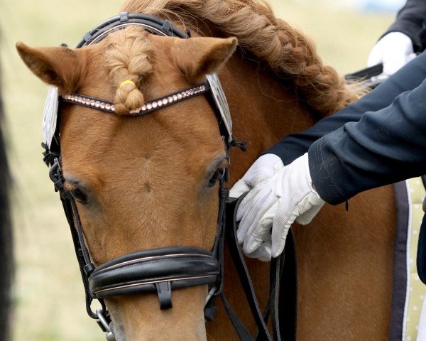 Dressurpferd Bingo v.Kleefeld (Deutsches Classic Pony, 2005, von Belmondo)