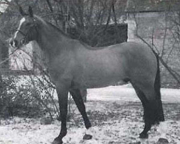 Deckhengst Prince d'Incoville (Selle Français, 1981, von Heros de Cavron)
