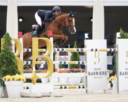 jumper Undercover (anglo european sporthorse, 2012, from Luidam)