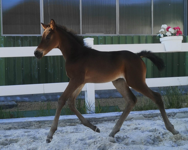 Pferd Glamour Angel (Oldenburger, 2023, von Glamourdale)