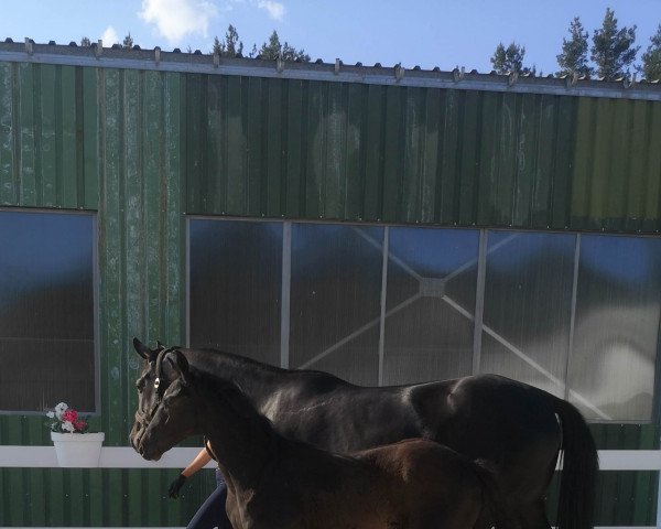 horse Tilleule (Oldenburg, 2023, from Total McLaren)