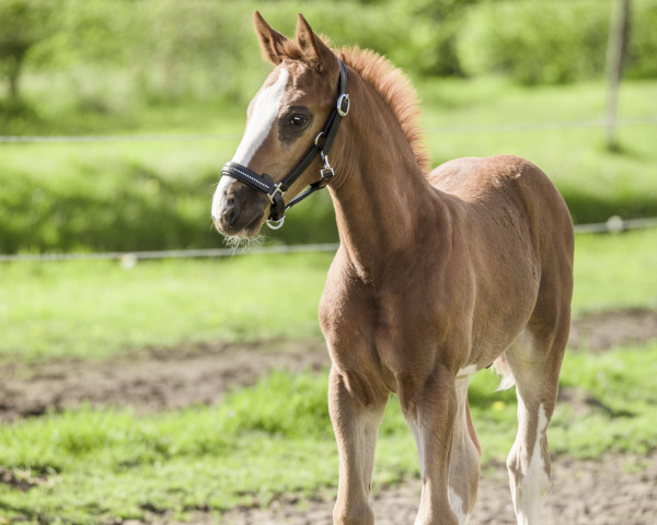 horse Ti Amo FG (Westphalian, 2023, from Tangelo van de Zuuthoeve)