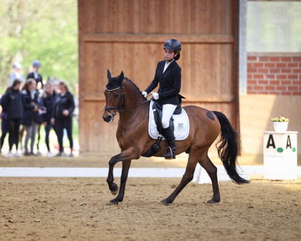 dressage horse Hip Hop Hali (German Riding Pony, 2009, from Hip Hop)