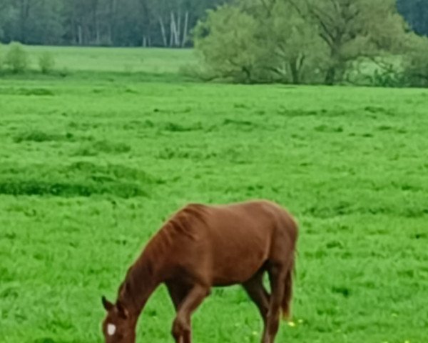 broodmare Total Wish (Westphalian, 2022, from Total Hope OLD)
