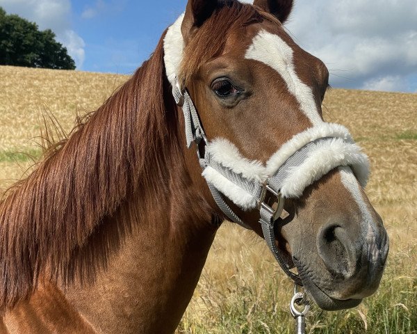 horse Duke of my heart BT (Oldenburg, 2021, from Don Romance PS OLD)