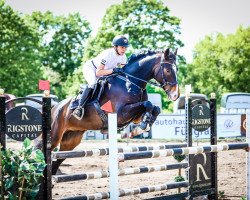 jumper Codynator (German Sport Horse, 2017, from Casiro I)