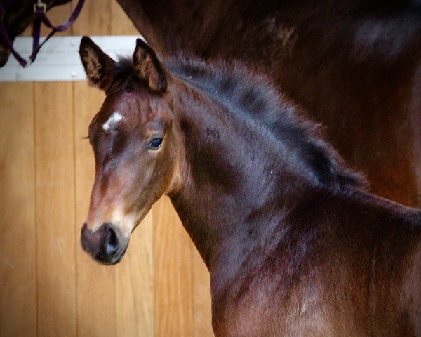 horse Tommy Hilfiger WK (Oldenburg, 2023, from Total Diamond PS)