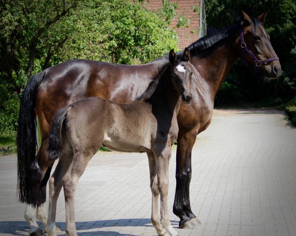 broodmare Grandiose Fürstin (Oldenburg, 2023, from Fürst Romancier)