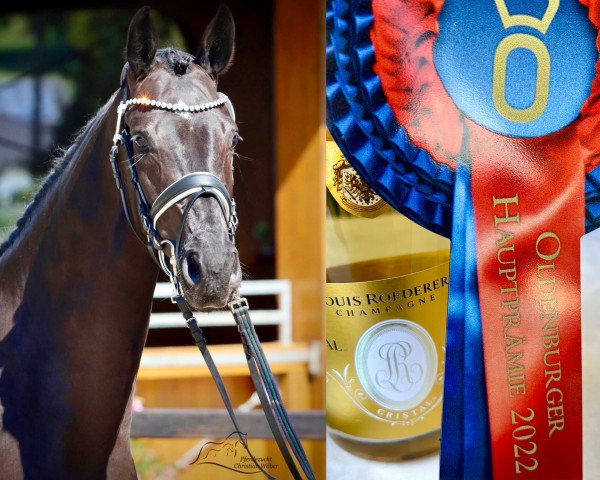 broodmare Lady Diana AK (Oldenburg, 2019, from Desperado)