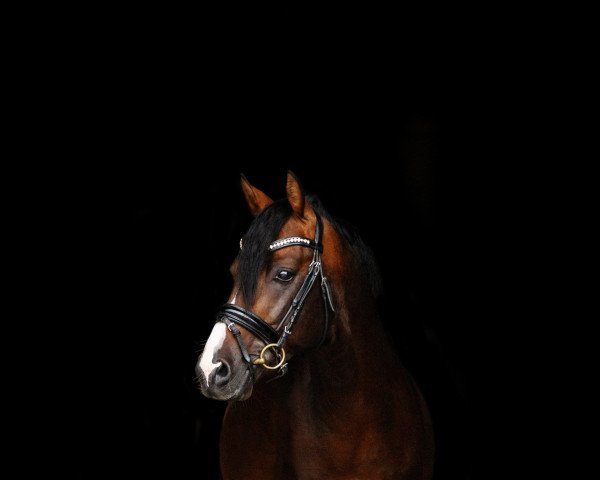 Dressurpferd Sophienhöhs Cuba Libre (Deutsches Reitpony, 2011, von Calvados) Dressurpferd Sophienhöhs Cuba Libre (Deutsches Reitpony, 2011, von Calvados)