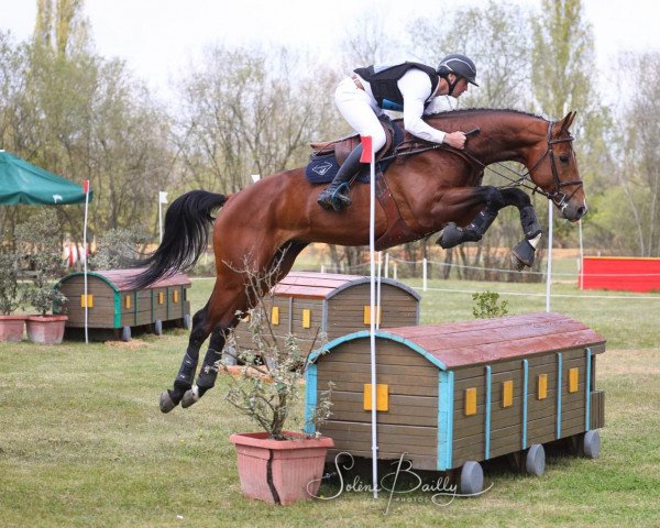 Deckhengst Gerico Louvo (Selle Français, 2016, von Upsilon AA)