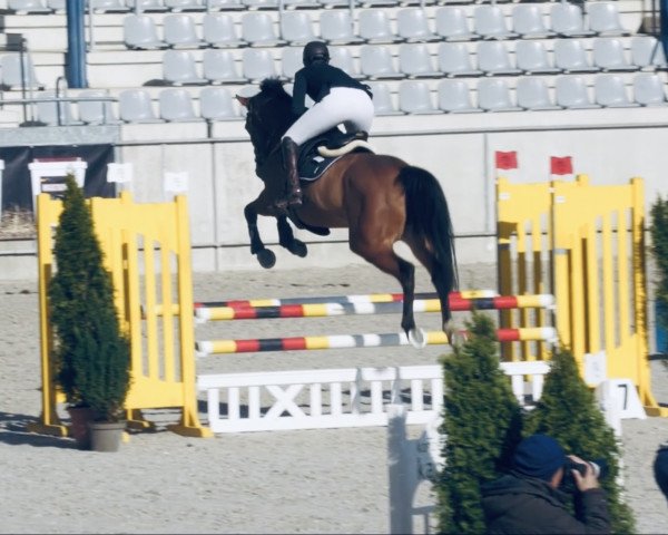 jumper Ogana de Grand-Bru (Belgian Warmblood, 2014, from Arko III) jumper Ogana de Grand-Bru (Belgian Warmblood, 2014, from Arko III)
