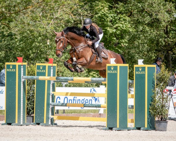 jumper Carry on GB (Oldenburg, 2009, from Collado)