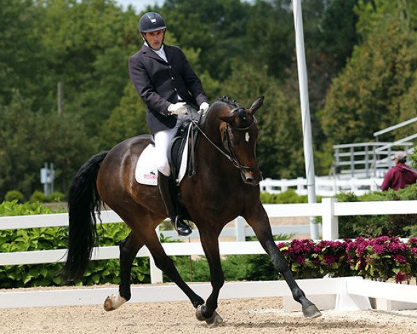 dressage horse Silberpfeil (Hanoverian, 2010, from Silberschmied)