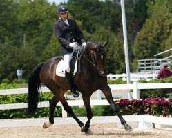 dressage horse Silberpfeil (Hanoverian, 2010, from Silberschmied)