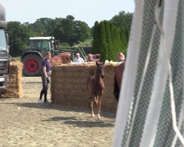 Sichtung zum Horse24-Fohlenchampionat 2023 in Paderborn