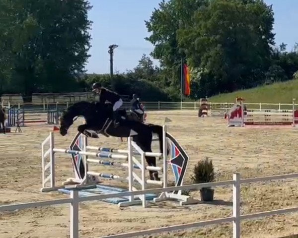 jumper Quincetto (Holsteiner, 2009, from Quintero)